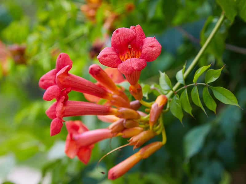 Trumpet Vine