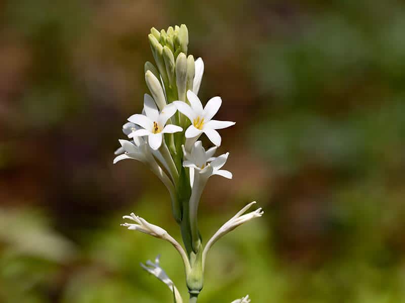 Tuberose Polianthes