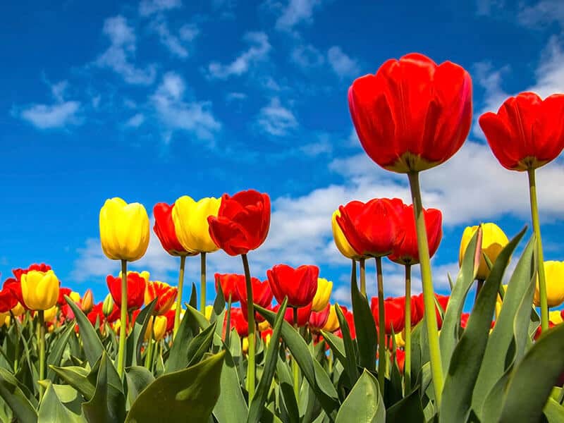 Tulip Fields