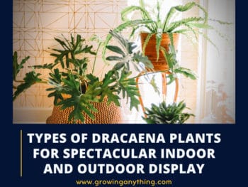 Types Of Dracaena Plants