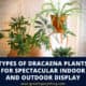 Types Of Dracaena Plants