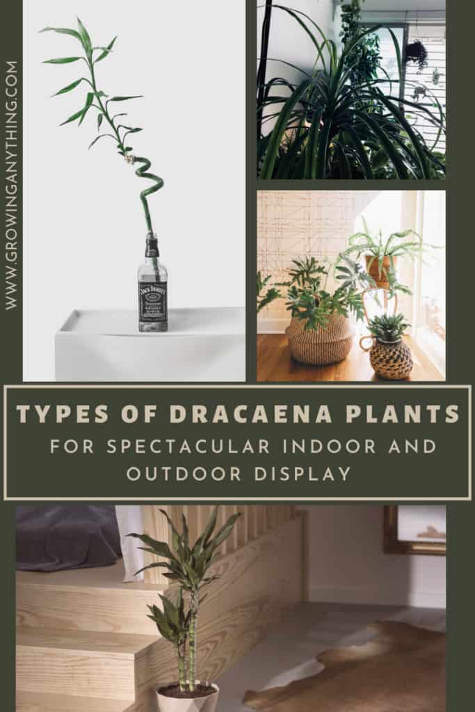 Types of Dracaena Plants