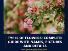 Types Of Flowers
