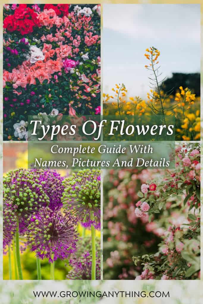Types Of Flowers