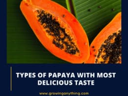 Types Of Papaya