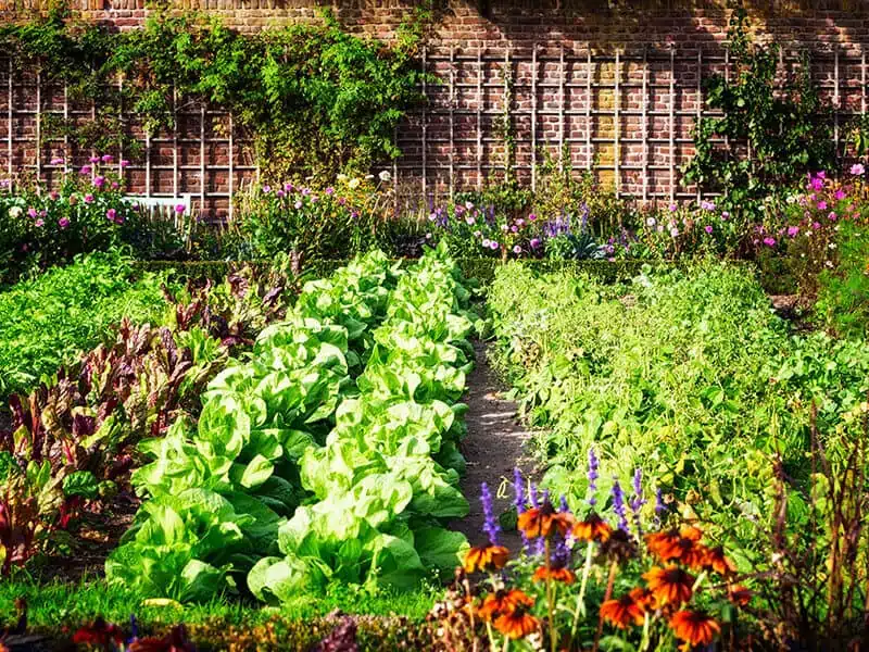 Vegetable Gardens