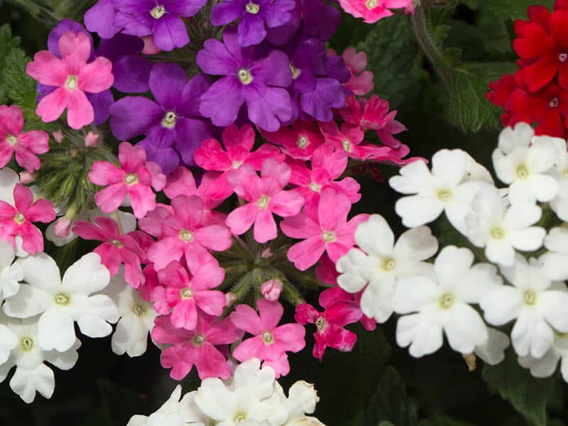 Verbena Bloom