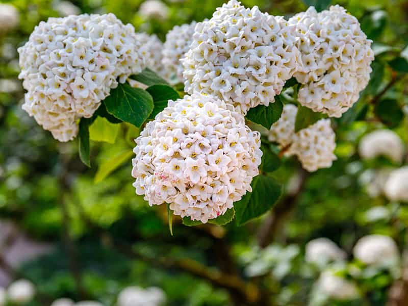 Viburnum Carlesii