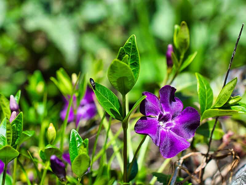 Vinca Minor