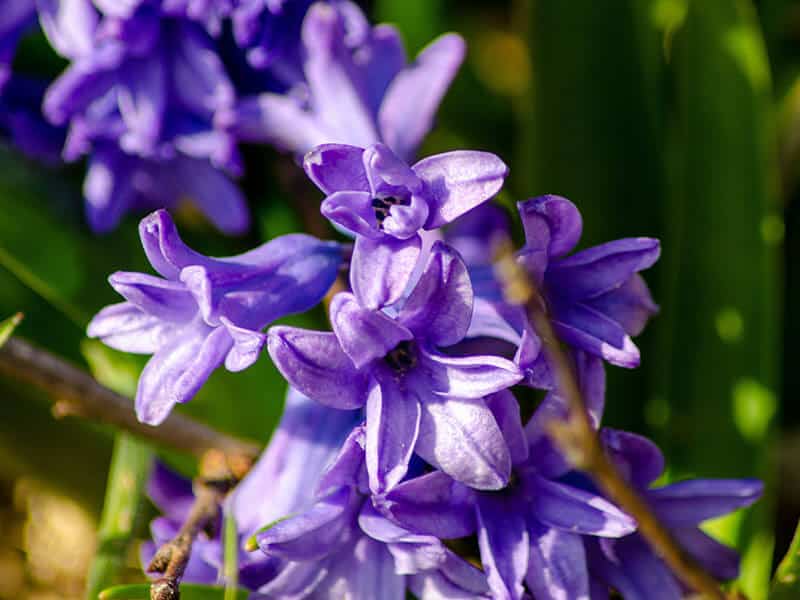 Violet Flowers