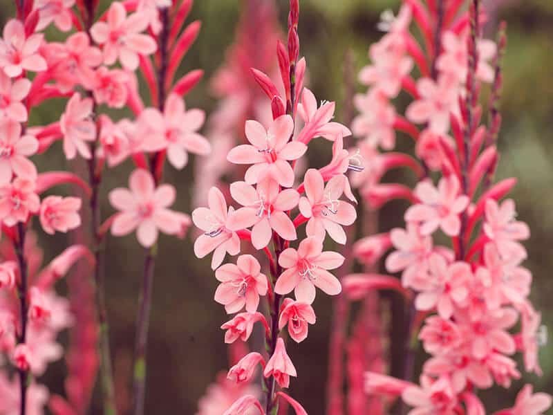 Watsonia Pink