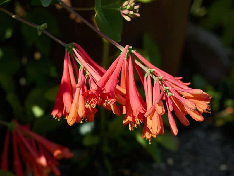 Weigela Flowers