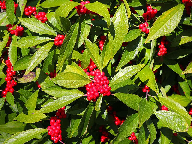 Winterberry Holly