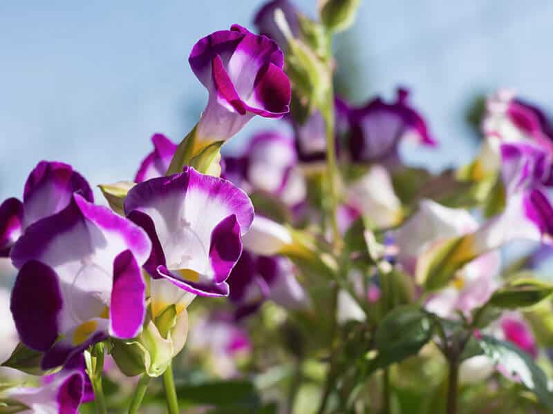 Wishbone Flower