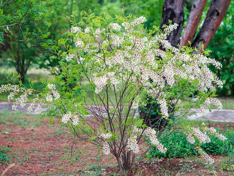 Xanthoceras Sorbifolium