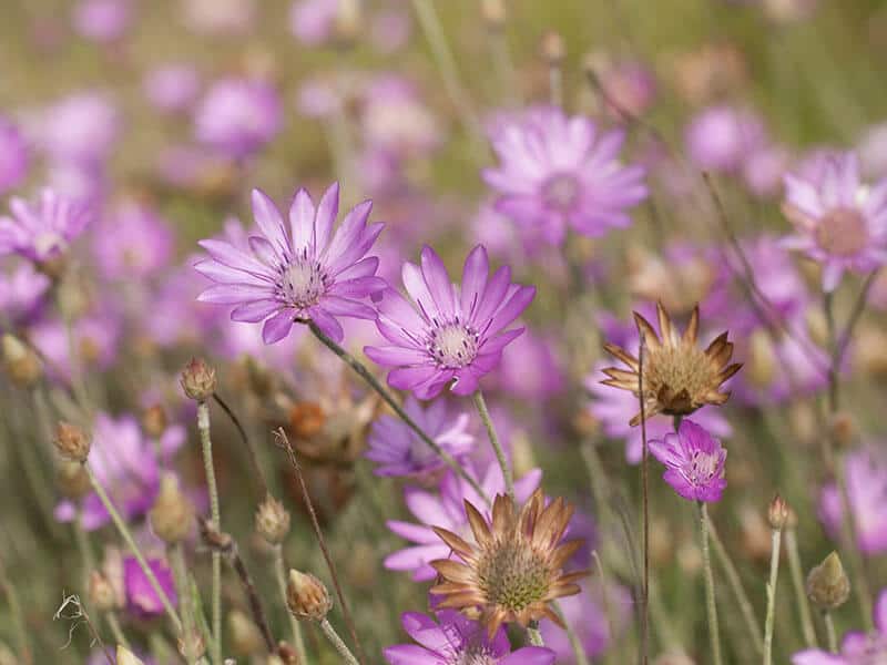 Xeranthemum Annuum