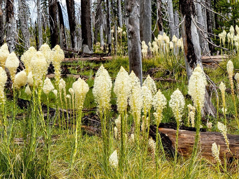 Xerophyllum Tenax