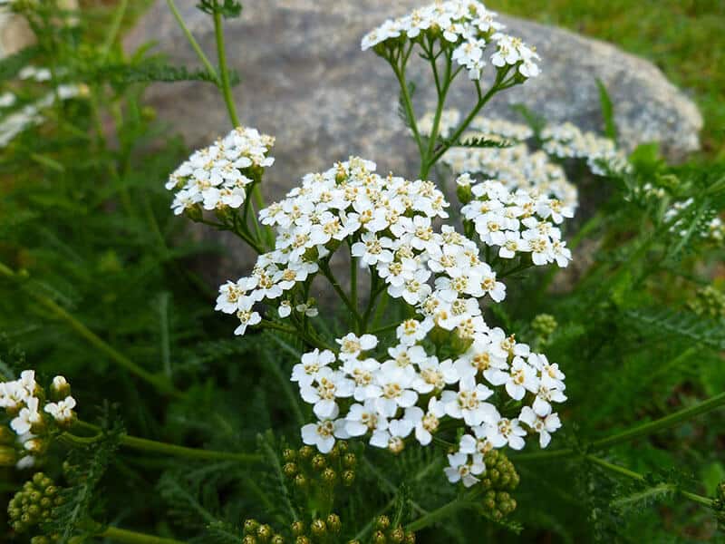 Yarrow Flowers