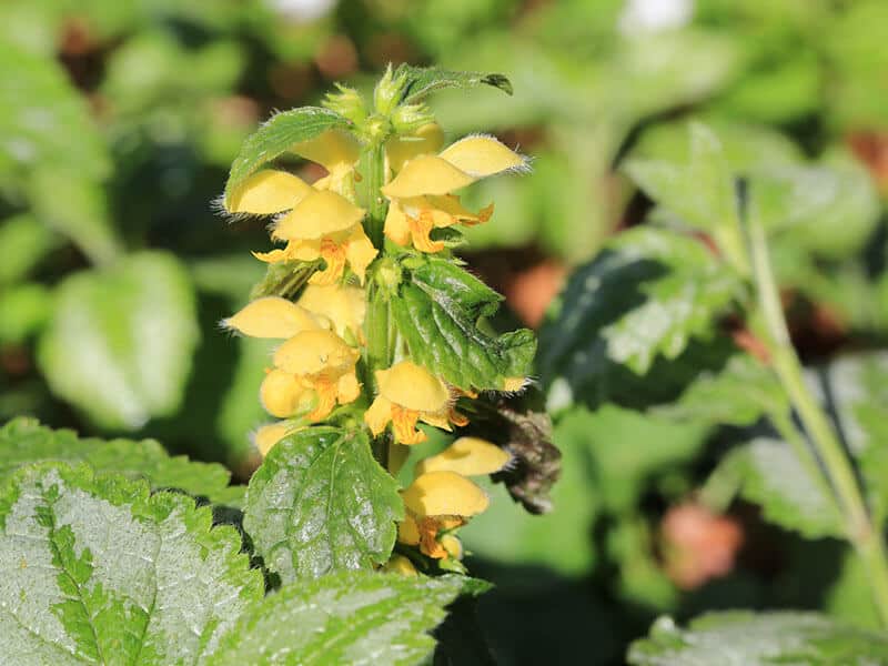 Yellow Archangel