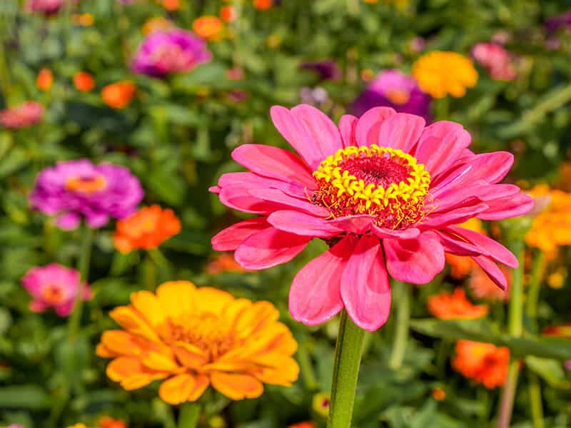 Zinnia Elegans