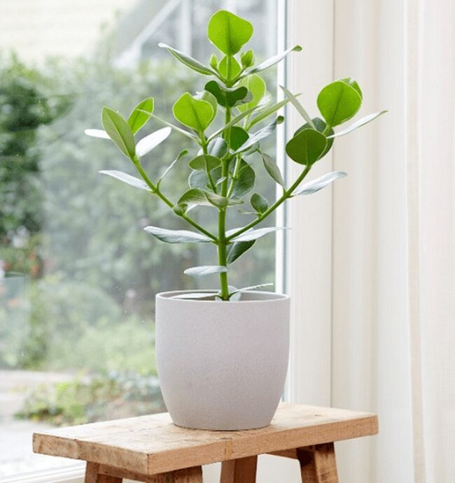 Autograph Tree Care Tips