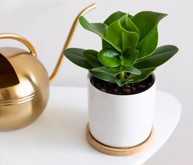 Growing Requirements for the Autograph Tree