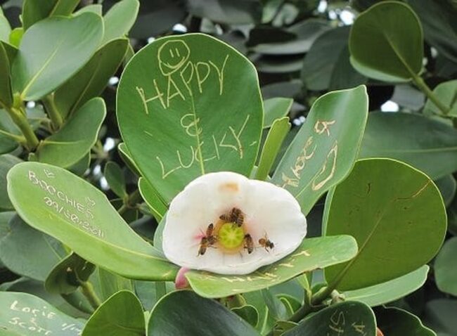 What is an Autograph Tree?