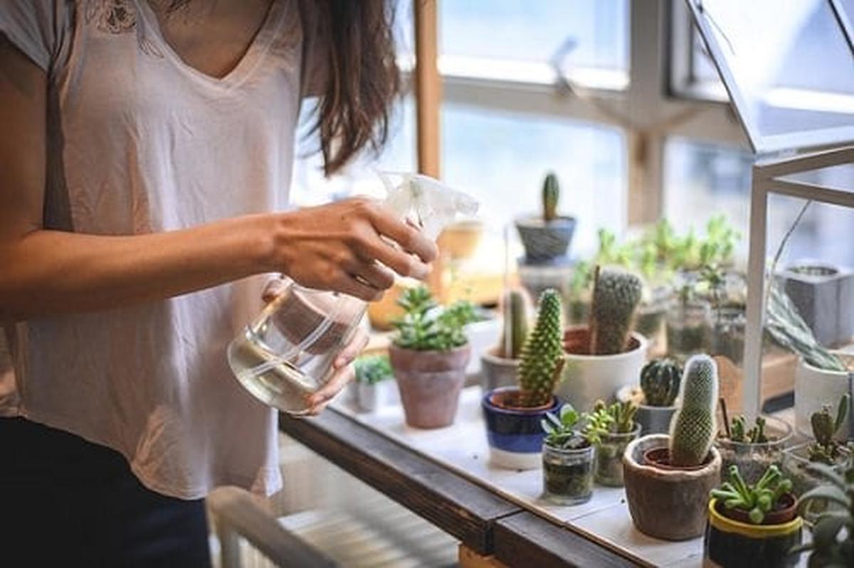 Tips for Watering Succulents