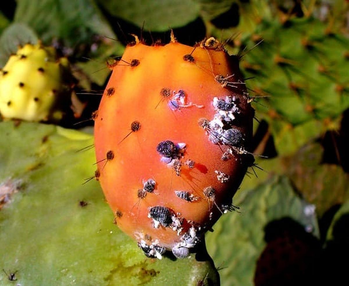 Insects On Prickly Pears Are Used In Making Dyes