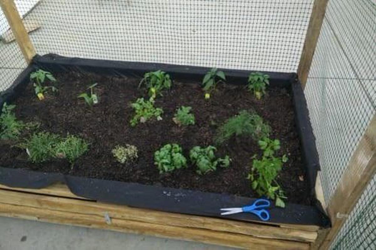Vegetables and Herbs Pallet Planter
