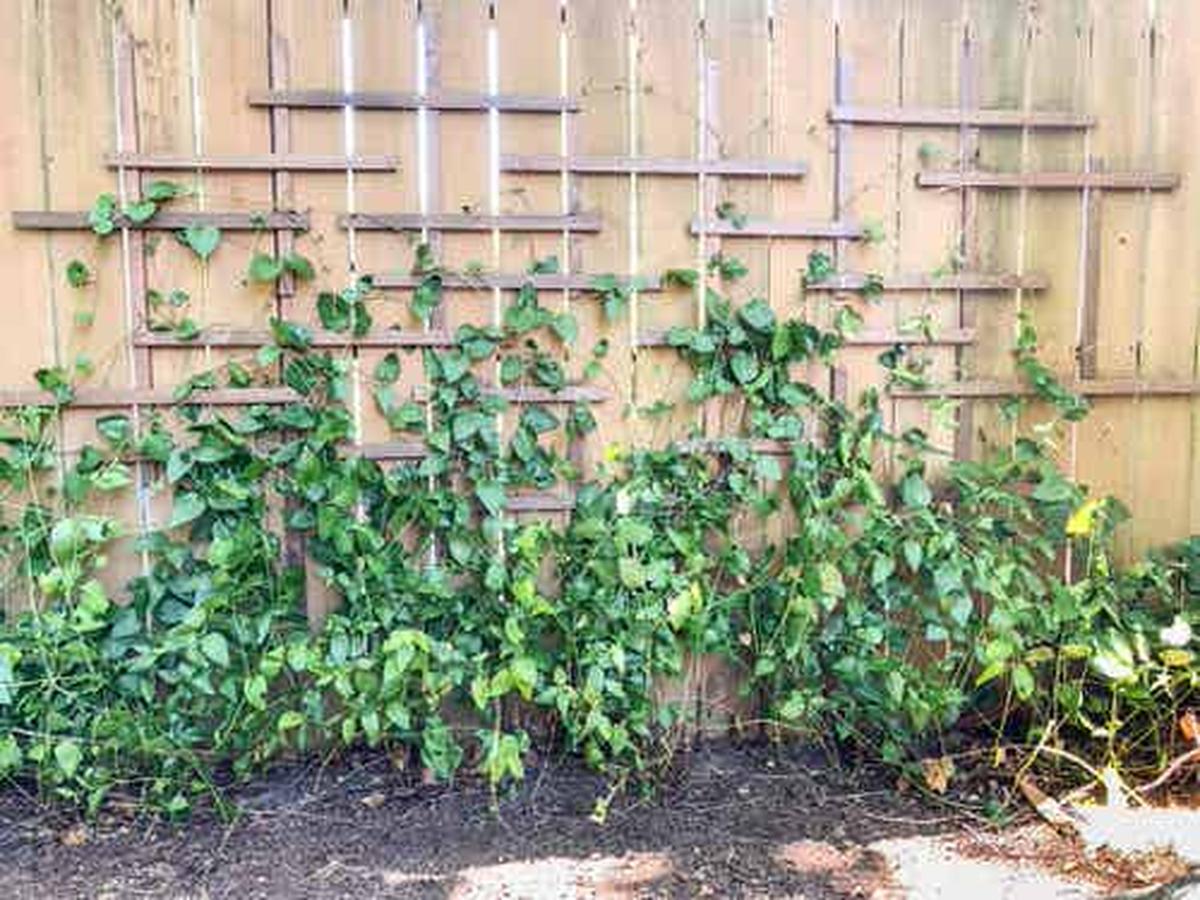 Clematis Trellis on a Flat Fence